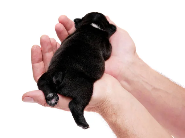 Bulldog francés, 3 semanas, cachorro sobre blanco — Foto de Stock