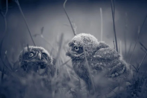 Pequeño búho Bebés, 5 semanas de edad, en la hierba — Foto de Stock