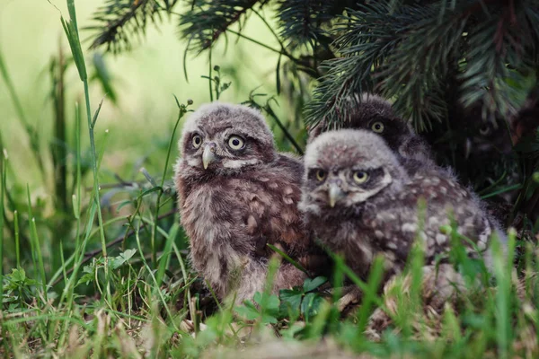 Küçük Baykuş Bebekler, 5 haftalık, çimenler üzerinde — Stok fotoğraf