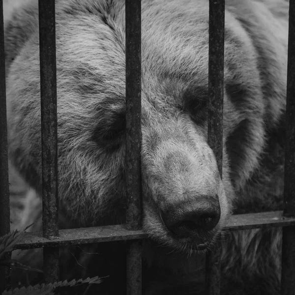 Urso castanho enfiou a cara para fora da gaiola . — Fotografia de Stock