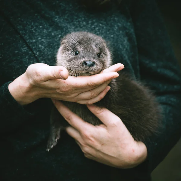 An orphaned European otter cub on hands — Stock Photo, Image