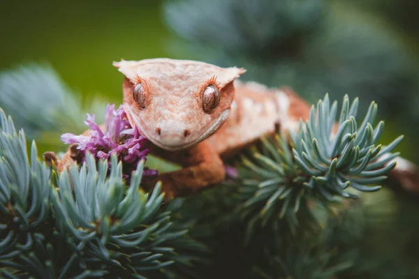 New Caledonian crested gecko on tree with flowers — Stock Photo, Image