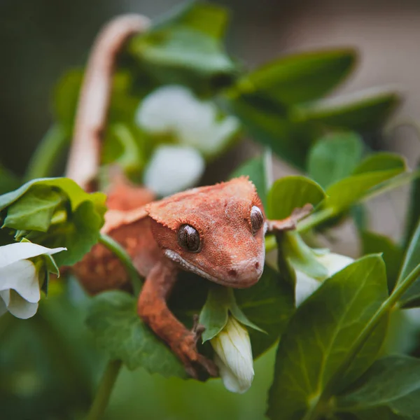 Nova caledônia crested gecko com flores brancas — Fotografia de Stock
