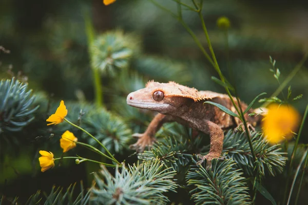 New Caledonian crested gecko on tree with flowers — Stock Photo, Image