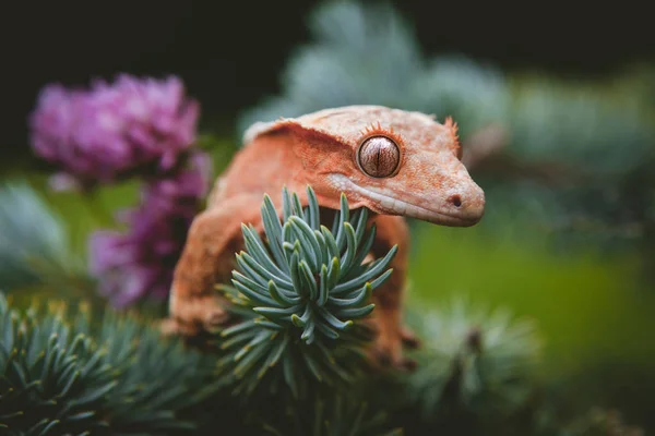 New Caledonian crested gecko on tree with flowers — Stock Photo, Image