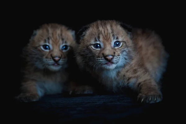 Två vackra eurasiska Lynx ungar på svart bakgrund — Stockfoto