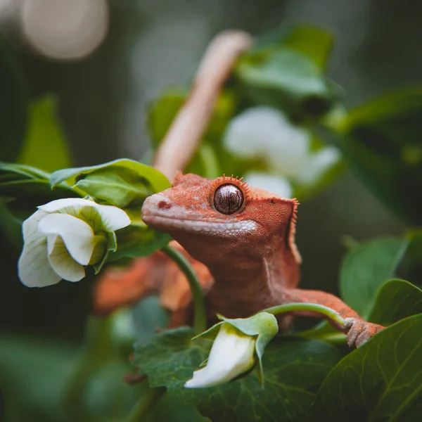 Новокаледонский геккон с белыми цветами — стоковое фото