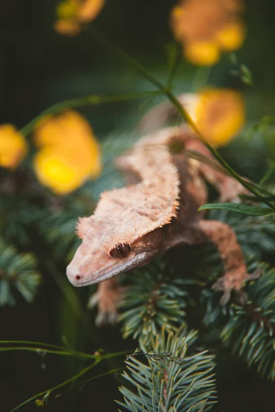 Nieuwe Caledonian Crested Gecko op boom met bloemen Stockfoto