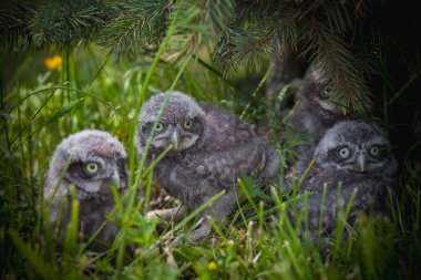 Little Owl Babies, 5 weeks old, on grass clipart