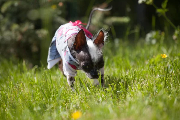 Ugly peruvian hairless and chihuahua mix dog on grass — Stock Photo, Image