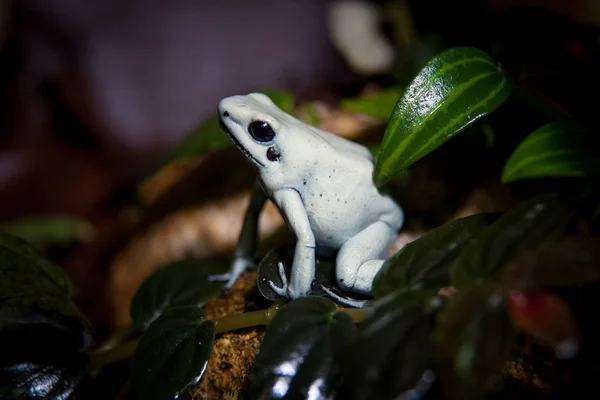 La hermosa rana venenosa dorada en terrario —  Fotos de Stock