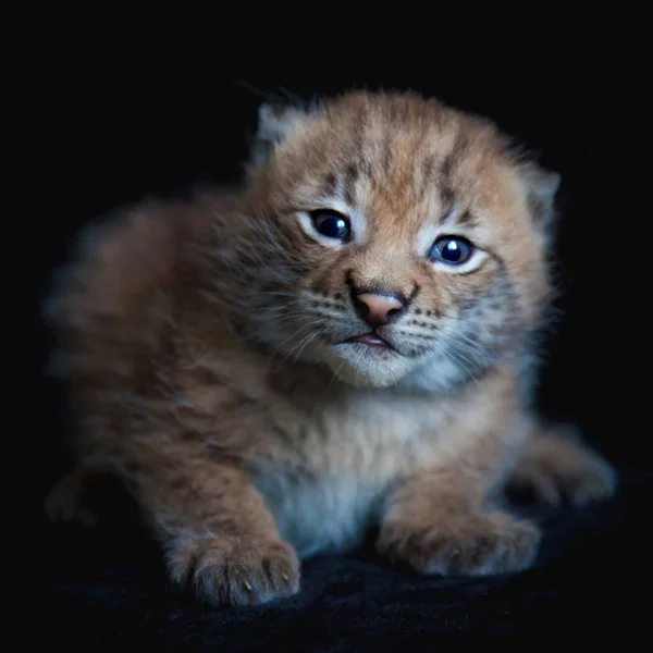 Pretty Eurasian Lynx cub on black background — Stock Photo, Image