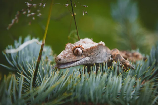 Новокаледонский геккон, сидящий на дереве — стоковое фото