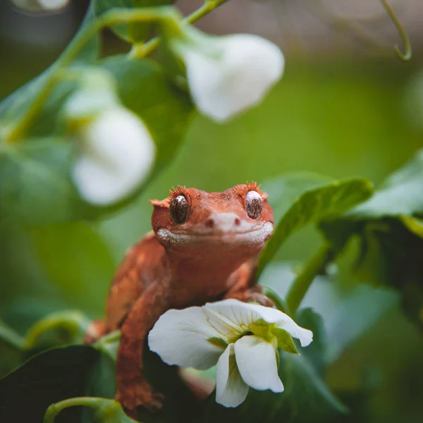 Nieuwe Caledonian Crested Gecko met witte bloemen Stockfoto