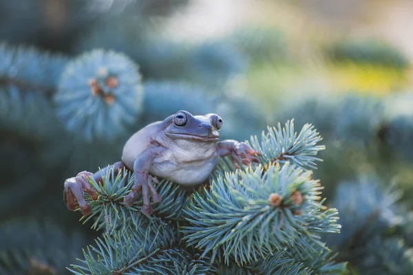 Australian Green Tree Frog on white background — Stock Photo, Image