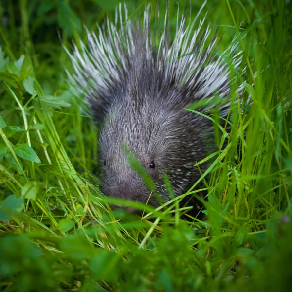 Indian crested Porcupine baby on grass in garden