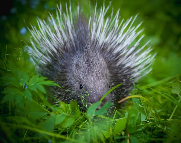 Indiai tarajos Porcupine Baby a füvön a kertben — Stock Fotó