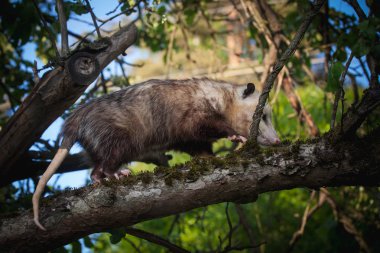 Virginia opossum, Didelphis virginiana, bahçede