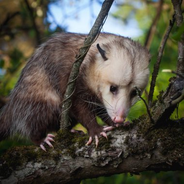 Virginia opossum, Didelphis virginiana, bahçede