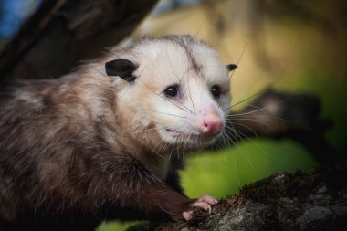 Virginia opossum, Didelphis virginiana, bahçede