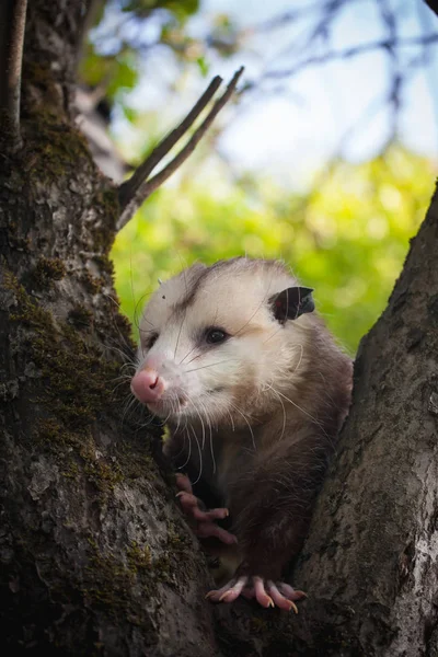 De Virginia opossum, Didelphis virginiana, in de tuin Stockafbeelding