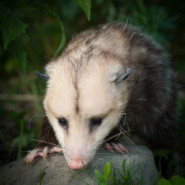 De Virginia opossum, Didelphis virginiana, in de tuin Stockfoto