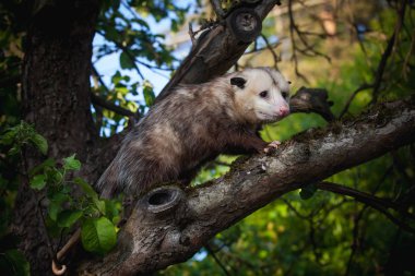 Virginia opossum, Didelphis virginiana, bahçede