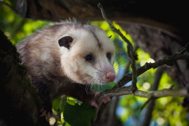Virginia opossum, Didelphis virginiana, bahçede