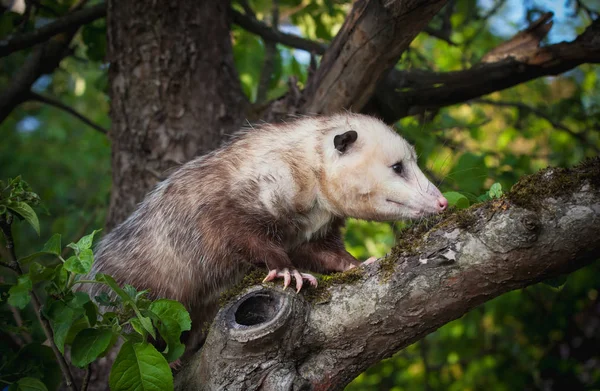 The Virginia opossum, Didelphis virginiana, in the garden — Stock Photo, Image