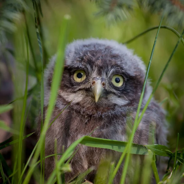 Little Owl Baby, 5 weeks old, on grass — Stock Photo, Image