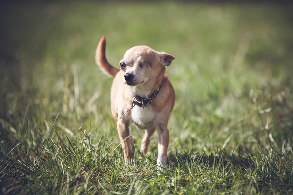 Eyeless Chihuahua dog, 12 years old on grass — Stock Photo, Image