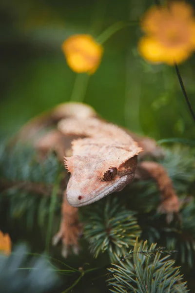 New Caledonian Crested Gecko na drzewie z kwiatami — Zdjęcie stockowe