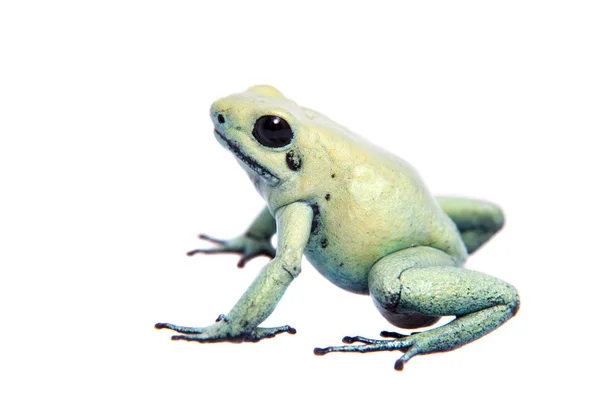 Ядовитая лягушка на белом фоне — стоковое фото