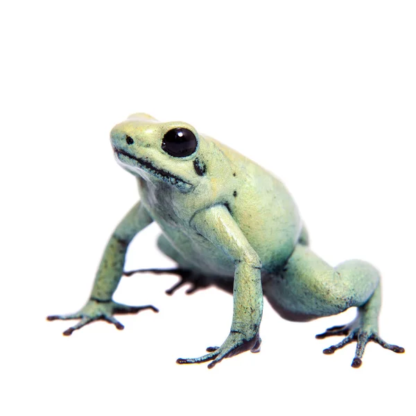 薄荷金毒蛙在白色背景 — 图库照片