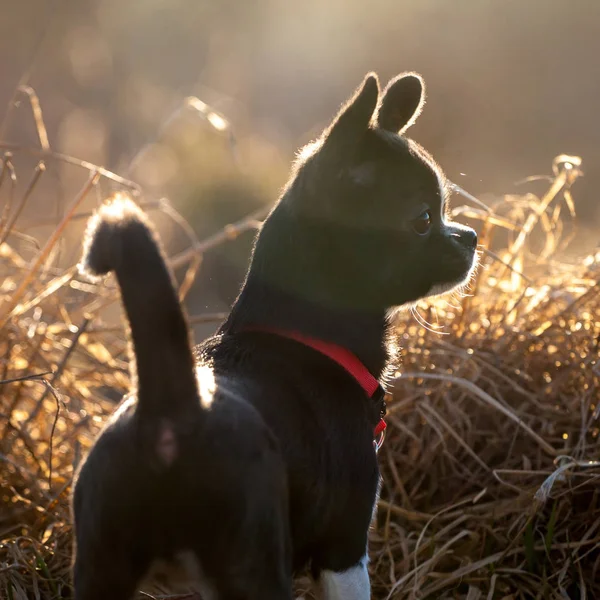 Chihuahua, 5 měsíců stará, na podzimní poli — Stock fotografie