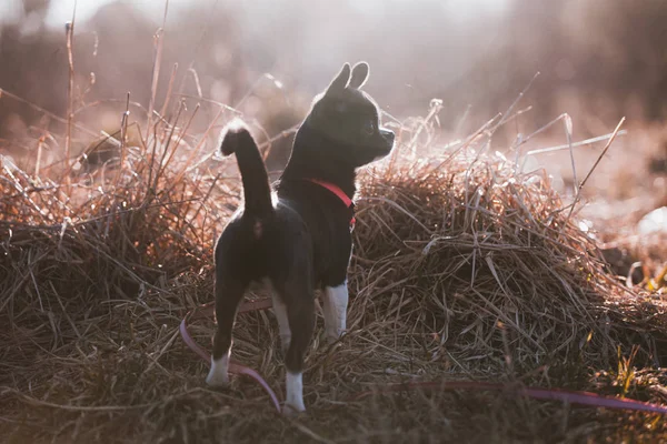 Chihuahua, 5 meses, no campo de outono — Fotografia de Stock