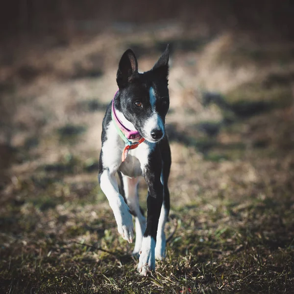 秋の公園で10歳のバーゼンジ犬 — ストック写真