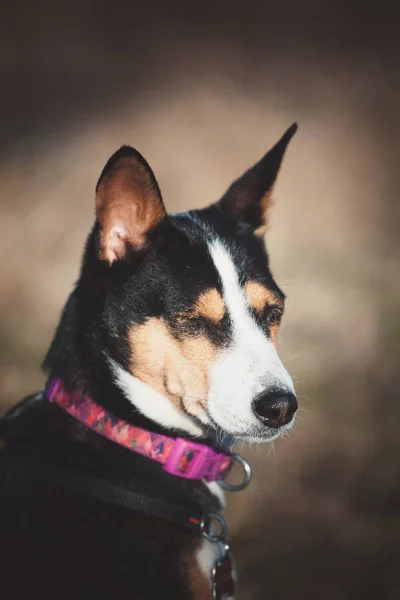 10 years old Basenji dog at the autumn park — Stock Photo, Image