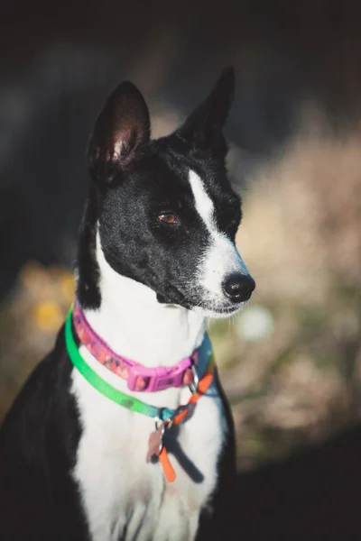 秋の公園で10歳のバーゼンジ犬 — ストック写真