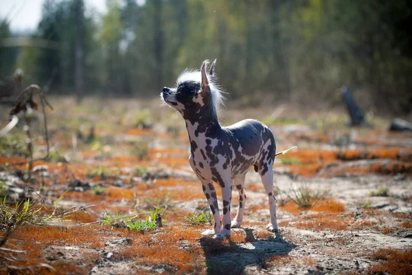 Peruvian hairless and chihuahua mix dog on red moss — Stock Photo, Image