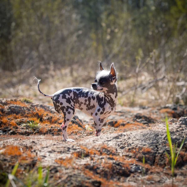 Peruvian hairless and chihuahua mix dog on red moss — Stock Photo, Image