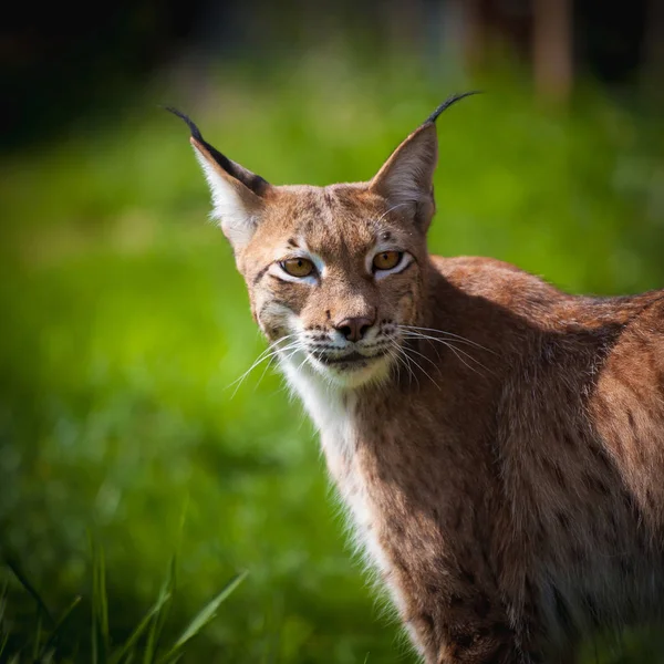 Adorabile lince eurasiatica, ritratto al campo estivo — Foto Stock