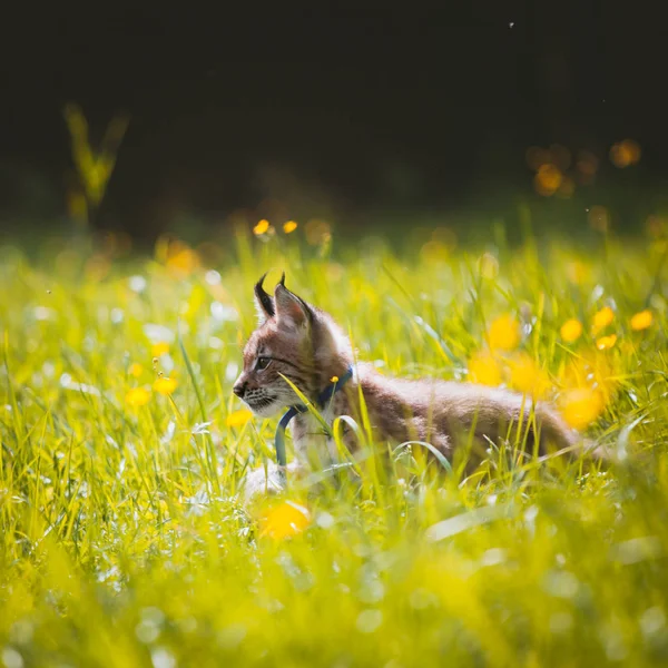 Schattig Eurasian lynx Cub op zomer veld Stockafbeelding