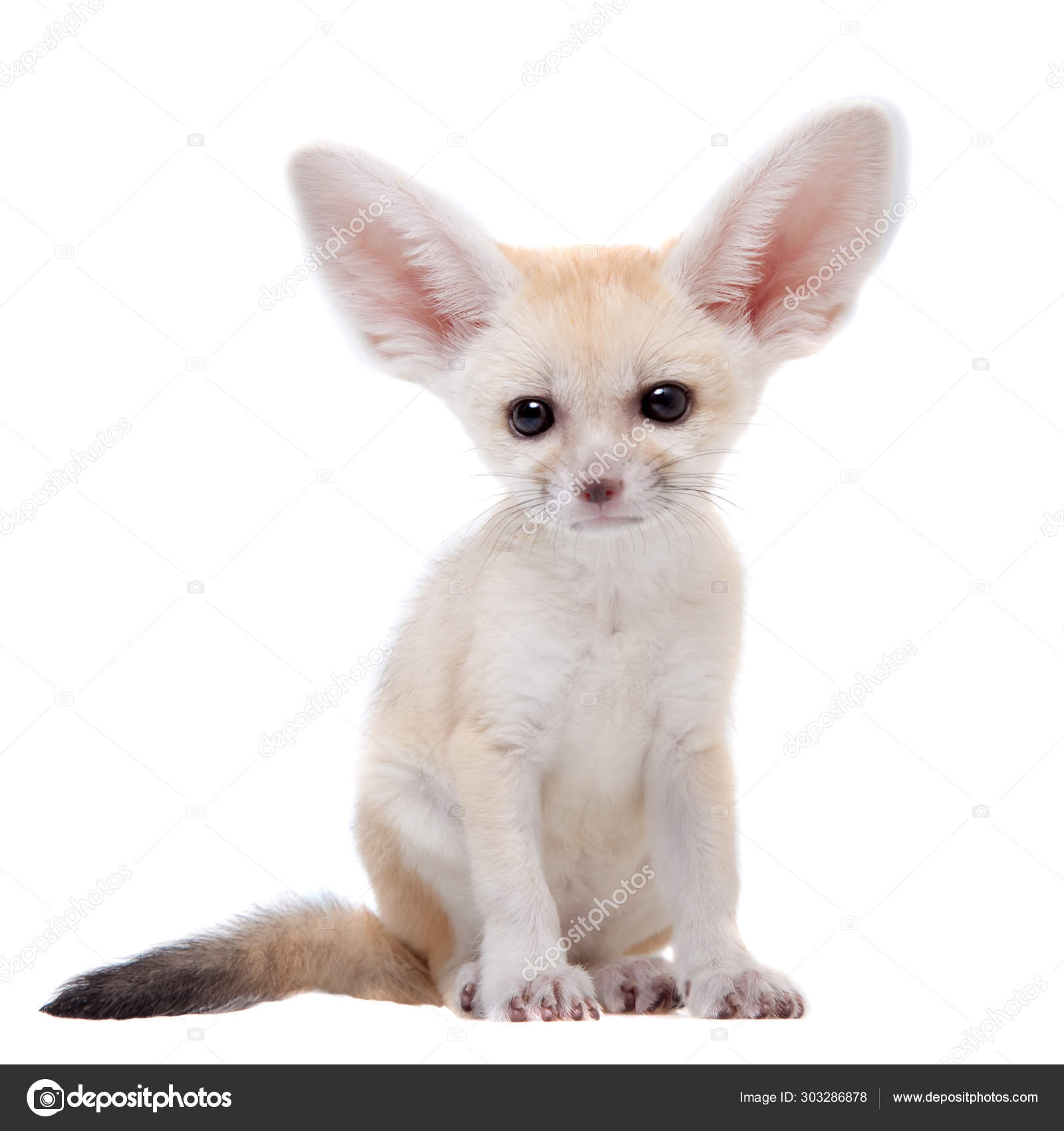 白い背景にかわいいフェネックキツネのカブ ストック写真 C Farinosa 白い背景にかわいいフェネックキツネのカブ ストック写真 C Farinosa