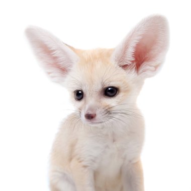 Beyaz arka planda sevimli Fennec tilkisi yavrusu