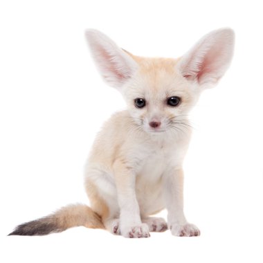Beyaz arka planda sevimli Fennec tilkisi yavrusu