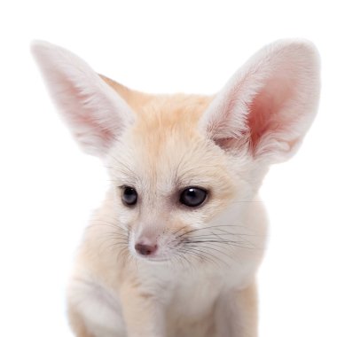 Beyaz arka planda sevimli Fennec tilkisi yavrusu