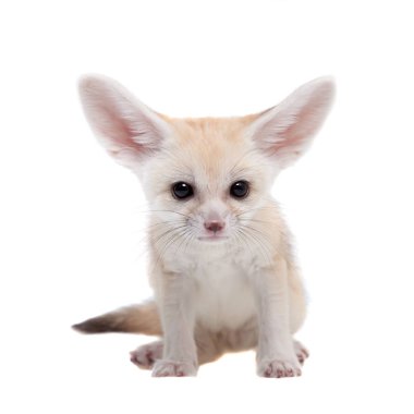 Beyaz arka planda sevimli Fennec tilkisi yavrusu