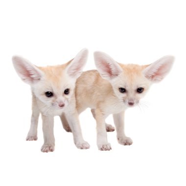 Beyaz arka planda sevimli Fennec tilkisi yavrusu