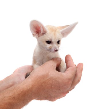 Beyaz arka planda sevimli Fennec tilkisi yavrusu